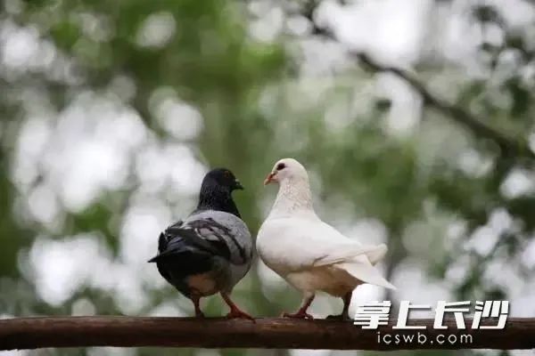 鸚鵡熱衣原體主要來源于帶菌的鳥類或家禽含菌的分泌物或排泄物所污染的環(huán)境資料圖片